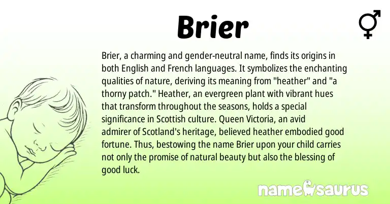 Infographic about Brier name meaning, Brier is a name from English, French, Scottish origin(s).