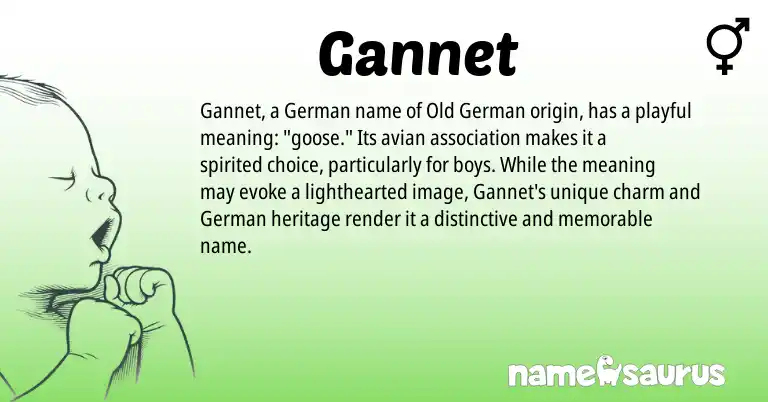 Infographic about Gannet name meaning, Gannet is a name from Old German, German origin(s).